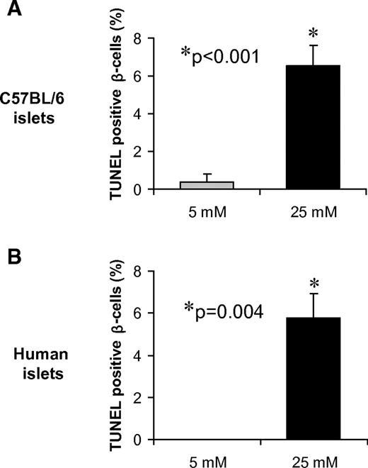 FIG. 5. Glucose toxicity in C57BL/6 and human islets. Islets of wild-type C57BL/6 mice (A) or isolated human islets (B) were incubated at low (5 mmol/l) or high (25 mmol/l) glucose for 24 h and then analyzed by TUNEL. At least seven different islets were analyzed per group and condition and >1,000 mouse or human β-cell nuclei were evaluated. Bars represent means ± SE.