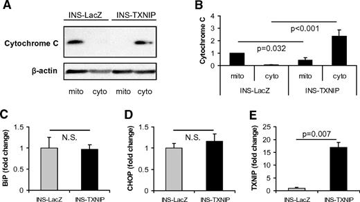 FIG. 6. TXNIP effects on mitochondrial damage and ER stress. A: Immunoblot of cytochrome C in mitochondrial (mito) and cytosolic (cyto) cell fractions obtained from INS-1 β-cells overexpressing TXNIP (INS-TXNIP) and control cells (INS-LacZ). A total of 25 μg of protein were loaded per lane, and β-actin is shown as a loading control. One representative of seven independent experiments is shown. B: Quantification of cytochrome C in the different cell fractions. Bars represent mean fold change ± SE of seven independent experiments corrected for β-actin. Expression of BiP (C), ChOP (D), and TXNIP (E) as measured by quantitative real-time RT-PCR in INS-TXNIP and INS-LacZ cells. Bars represent means ± SE of three independent experiments corrected for 18S.