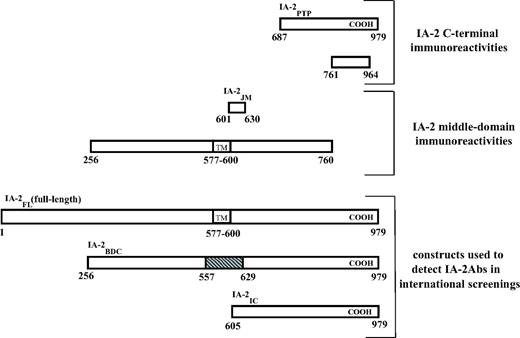 FIG. 1. Schematic representation of IA-2 constructs used in the various phases of the study. Numbers refer to amino acid position on the deposited sequence of IA-2 whole protein. The top portion of the figure represents IA-2PTP (687–979) and IA-2(761–964), the two constructs used to detect IA-2 COOH-terminal immunoreactivity. The middle portion of the figure represents IA-2(256–760) and IA-2(601–630), the two constructs used to detect IA-2 middle-terminal immunoreactivity. The bottom portion of the figure represents IA-2FL (1–979), IA-2BDC (256–556:630–979), and IA-2IC (605–979), the three IA-2 fragments commonly used for the determination of IA-2Abs in type 1 diabetes autoantibody screenings. Dashed gray area in IA-2BDC fragment represents amino acids missing in the construct, a spliced IA-2 variant lacking exon 13. JM, juxtamembrane. TM, transmembrane.