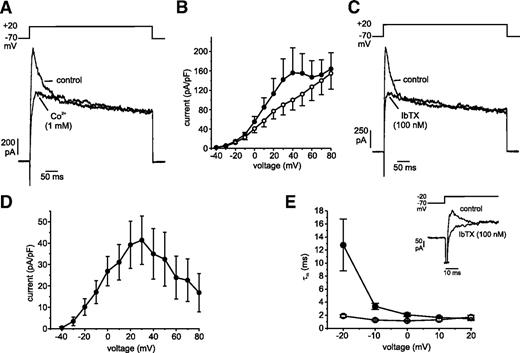 FIG. 2. Effects of Co2+ and IbTX on K+ currents. A: K+ currents recorded in the absence or presence of Co2+. B: I-V relationship for peak outward currents (normalized to cell size) recorded in the absence (•) and presence (○) of Co2+ (n = 3). C: K+ currents recorded in the absence or presence of IbTX. D: I-V relationship of the IbTX-sensitive current (n = 9). E: Voltage dependence of the activation time constants τm of the IbTX-resistant (•) and -sensitive (○) currents (n = 7). Inset shows currents evoked by depolarizations to −20 mV before and after application of IbTX on an expanded time base.