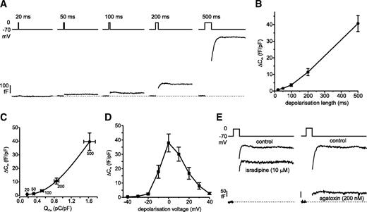 FIG. 7. Depolarization-evoked exocytosis. A: Capacitance increase evoked by progressively longer depolarizations to 0 mV (applied at 15-s intervals). B: Relationship between pulse length and the total (including postpulse response) capacitance increase (ΔCm). Exocytotic responses have been normalized to cell capacitance (n = 16). C: Relationship between Ca2+-current charge (Qca) and ΔCm, both normalized to cell capacitance (n = 12). The numbers next to the symbols indicate the length of the depolarization pulse (ms). The curve was obtained by fitting the data with a fourth-order polynomial function (R2 = 1). D: ΔCm (normalized to cell capacitance) in response to 500-ms depolarizations plotted against the voltage during the pulse (n = 13). E: Effects of isradipine (10 μmol/l) and ω-agatoxin IVA (200 nmol/l) on depolarization-evoked (500 ms to 0 mV) capacitance increase.
