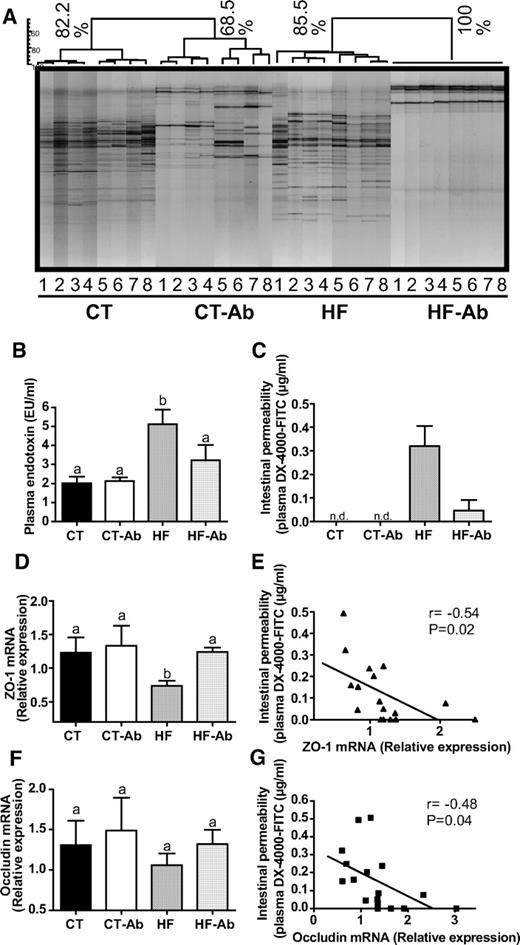 FIG. 1. Antibiotic treatment–associated changes in gut microbiota, intestinal permeability, and endotoxemia during high-fat feeding. A: DGGE profiles generated from the cecal microbiota in mice fed normal diet (CT), normal diet and antibiotics (CT-Ab), high-fat diet (HF), or high-fat diet and antibiotics (HF-Ab) for 4 weeks. Each number and profile corresponds to a different animal. Bar = Dice's similarity coefficient. B: Plasma endotoxin (LPS) concentration (EU/ml). Data are means ± SE. Data with different superscript letters are significantly different (P < 0.05), according to the post hoc ANOVA statistical analysis. C: Intestinal permeability assay: Plasma DX-4000-FITC (μg/ml). n.d., not detectable concentration. D and F: Epithelial tight junction proteins markers (ZO-1 and occludin mRNA concentrations). E and G: Correlations between intestinal permeability markers: plasma DX-4000-FITC and epithelial tight junction ZO-1 and occludin mRNA concentrations (P < 0.05). Inset corresponds to Pearson's r correlation and corresponding P value. Data are means ± SE. Data with different superscript letters are significantly different (P < 0.05) according to the post hoc ANOVA statistical analysis.