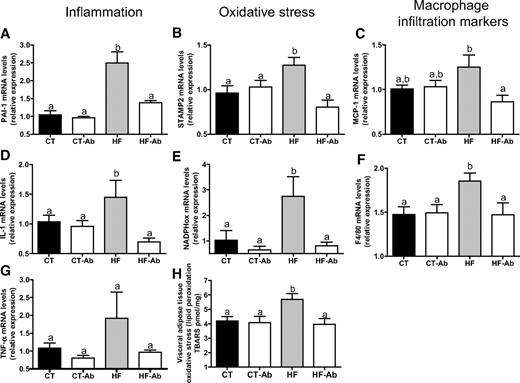 FIG. 2. Antibiotic treatment reduced the occurrence of visceral adipose tissue inflammation, oxidative stress, and macrophage infiltration markers in high-fat diet–fed mice. Inflammation: PAI-1, IL-1, and TNF-α mRNA concentrations (A, D, and G); oxidative stress: STAMP-2 and NADPHox mRNA concentrations (B and E); macrophage infiltration markers: MCP-1 and F4/80 mRNA concentrations (C and F), visceral adipose tissue oxidative stress levels (lipid peroxides concentrations) (H) in mice fed normal diet (CT), normal diet and antibiotics (CT-Ab), high-fat diet (HF), or high-fat diet and antibiotics (HF-Ab) for 4 weeks. Data are means ± SE. Data with different superscript letters are significantly different (P < 0.05) according to the post hoc ANOVA statistical analysis.