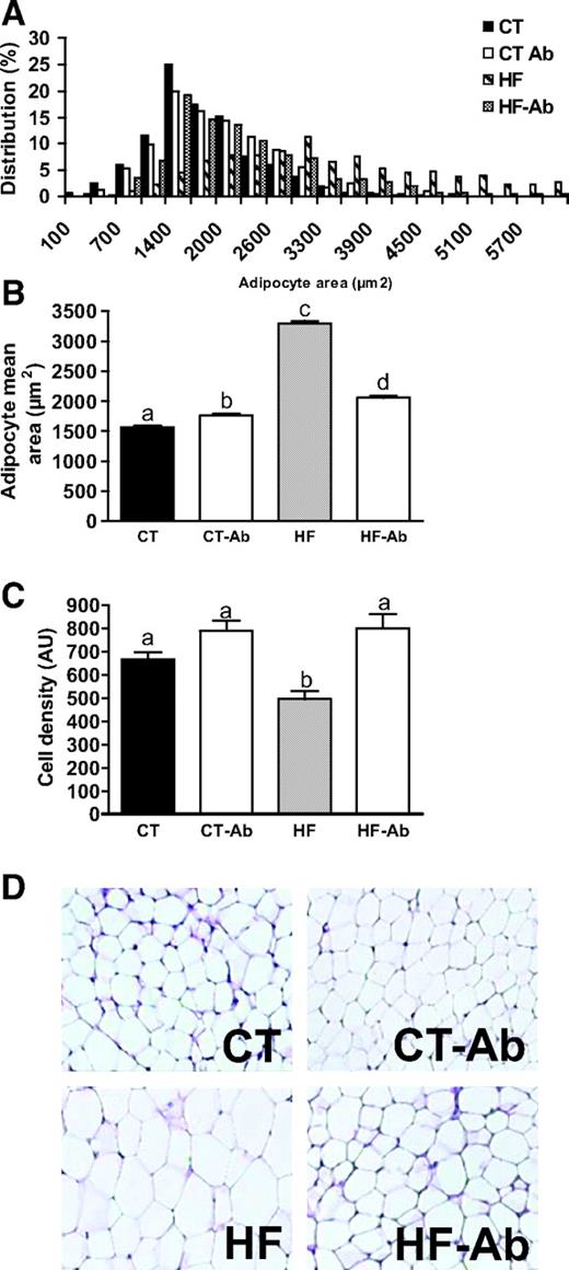 FIG. 5. Antibiotic treatment prevented high-fat diet–induced adipocyte hypertrophy. A: Adipocyte size distribution (%). B: Adipocyte mean area (μm2). C: Cell density (arbitrary unit). D: Representative adipose tissue staining in mice fed normal diet (CT), normal diet and antibiotics (CT-Ab), high-fat diet (HF), or high-fat diet and antibiotics (HF-Ab) for 4 weeks. Data are means ± SE. Data with different superscript letters are significantly different (P < 0.05) according to the post hoc ANOVA statistical analysis.