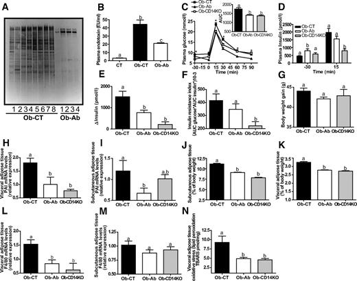 FIG. 7. Antibiotic treatment of ob/ob mice reduced endotoxemia. ob/ob mice treated with antibiotic and ob/ob CD14−/− mice exhibited lower mRNA concentration of adipose tissue inflammatory markers and improved metabolic parameters. A: DGGE profiles generated from the cecal microbiota in ob/ob mice (Ob) or ob/ob mice treated with antibiotic (Ob-Ab) for 4 weeks. Each number and profile correspond to a different animal. B: Plasma endotoxin (LPS) concentration (EU/ml). C: Plasma glucose (mmol/l) after an oral glucose load (1 g/kg) in ob/ob mice (Ob), ob/ob mice treated with antibiotics (Ob-Ab) for 4 weeks, or ob/ob 14−/− mice. The inset represents the area under curve (AUC) of the same groups. D: Plasma insulin concentration (pmol/l) 30 min before (−30) and 15 min after (15) oral glucose administration of the same groups. E: Glucose-induced insulin secretion after oral glucose administration. F: Insulin resistance index. G: Body weight gain. J: Subcutaneous adipose tissue weight (percent body weight). K: Visceral adipose tissue weight (percent body weight). H and L: Visceral adipose tissue PAI-1 and F4/80 mRNA concentrations. I and M: Subcutaneous adipose tissue PAI-1 and F4/80 mRNA concentrations in ob/ob mice (Ob), ob/ob mice treated with antibiotics (Ob-Ab) for 4 weeks, or ob/ob 14−/− mice. N: Visceral adipose tissue oxidative stress levels (lipid peroxides concentrations) in the same groups. Data are means ± SE. Data with different superscript letters are significantly different (P < 0.05) according to the post hoc ANOVA statistical analysis.