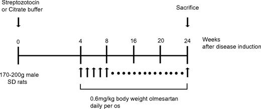 FIG. 1. Experimental protocol of olmesartan treatment in STZ-induced diabetic rats.