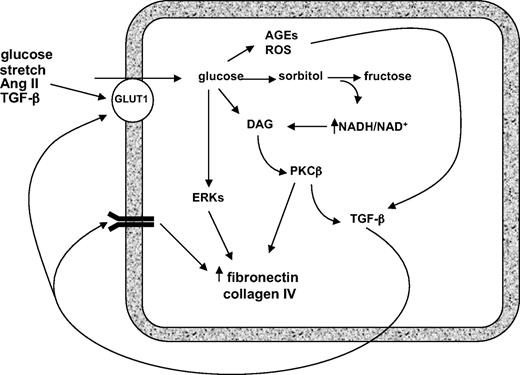 FIG. 1. Simplified, “classic” model of the pathogenesis of glomerulosclerosis. High extracellular glucose leads to increased mesangial cell glucose uptake via enhanced expression of the facilitative glucose transporter GLUT1, activating metabolic pathways that result in increased ROS and AGE generation, which in turn activate a number of signaling pathways that augment ECM production directly via protein kinase Cβ stimulation of AP-1 transcriptional activation, ERK pathways, and, critically, TGF-β1 synthesis, which in an autocrine and paracrine fashion stimulates its signaling pathways to further enhance ECM protein synthesis. Ang II, angiotensin II; DAG, diacylglycerol; PKC, protein kinase C; ROS, reactive oxidant species.