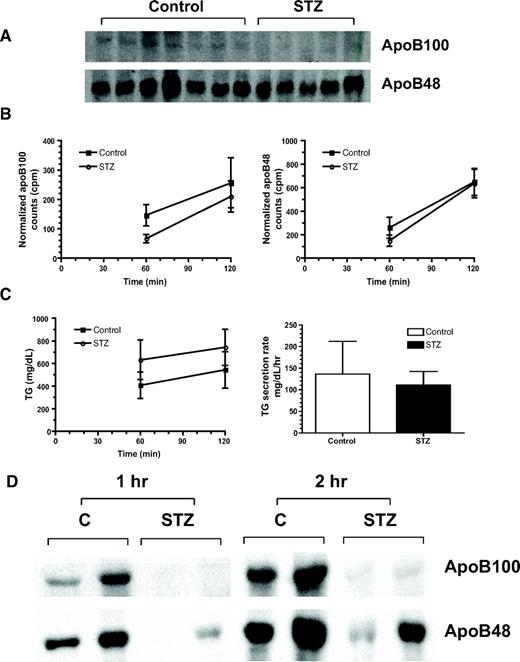 FIG. 3. ApoB production in STZ-induced diabetic mice. Fasting production of apoB was measured. Fasted mice were injected with [35S]Promix and Triton WR1339. Blood was collected 60 and 120 min postinjection, and plasma from each point was subjected to 4% SDS-PAGE and fluorography. B: The autoradiogram from the 120-min time point (A) and the normalized and quantified data obtained by scintillation counting. C: The increases in plasma triglycerides in the two groups of mice. D: Postprandial apoB production was assessed as above in STZ-induced diabetic and nondiabetic Ldlr−/− mice fed a cholesterol-containing diet for 4 weeks. After an overnight fast, P-407–treated mice received a gavage of 100 μl of [35S]methionine containing corn oil. Labeled apoB in plasma was assessed by 4% SDS-PAGE.