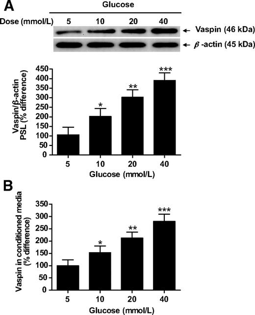 FIG. 2. A: Dose-dependent effects of d-glucose (5, 10, 20, and 40 mmol/l) on vaspin net protein production in control human omental adipose tissue explants at 24 h assessed by Western blotting compared with basal (no supplement). Western blot analysis of protein extracts from omental adipose tissues demonstrates that the antibody against vaspin and the antibody against β-actin recognized bands with apparent molecular weights of 46 and 45 kDa, respectively (Fig. 2A). Densitometric analysis of vaspin immune complexes, having normalized to β-actin, revealed that protein levels of vaspin were significantly increased by d-glucose (5, 20, and 40 mmol/l) in control human omental adipose tissue explants when compared with basal (no supplement). Data are expressed as % difference to basal human omental adipose tissue (six experiments). Each experiment was carried out with six different samples from six different subjects in three replicates. Group comparison was by Friedman's ANOVA and post hoc Dunn's test. *P < 0.05, **P < 0.01, ***P < 0.001. B: Dose-dependent effects of d-glucose on vaspin secretion into conditioned media from control human omental adipose tissue explants at 24 h were measured by enzyme-linked immunosorbent assay. Vaspin secretion was significantly increased by d-glucose (5, 20, and 40 mmol/l) from human omental adipose tissue explants. Each experiment was carried out with six different samples from six different subjects in three replicates. Group comparison was by Friedman's ANOVA and post hoc Dunn's test. *P < 0.05, **P < 0.01, ***P < 0.001.