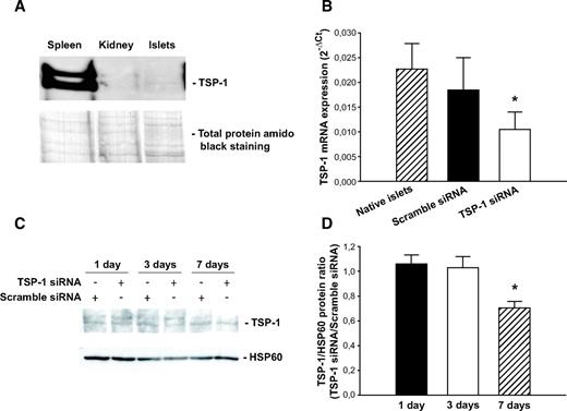 FIG. 1. Dispersed islet cells transfected with scramble or TSP-1 siRNA. A: TSP-1 protein expression in C57BL/6 mice tissues. The top panel shows TSP-1 protein expression in spleen, kidney, and freshly isolated islets. The bottom panel shows the same filter stained with amido black for total protein loading. The figure is representative for four separate experiments. B: TSP-1 mRNA expression 24 h posttransfection. Values are means ± SE for 6–11 experiments in each group. Each experiment represents a paired comparison of scramble siRNA and TSP-1 siRNA transfection with islet cells isolated and pooled from two mice. Separate experiments with native expression of TSP-1 in freshly isolated whole islets are included as reference. *P = 0.03 for TSP-1 siRNA when compared with scramble siRNA transfection. C: Islet cells were lysed and separated by SDS-PAGE 1, 3, and 7 days posttransfection. The figure shows TSP-1 and HSP60 (used as loading control) immunoreactivity on the same filter. D: The TSP-1–to–HSP60 protein ratio from filters shown in C was analyzed on days 1, 3, and 7 after the transfection and is expressed as the TSP-1–to–scramble siRNA ratio. *P = 0.02 when compared with scramble siRNA transfection from four separate experiments.