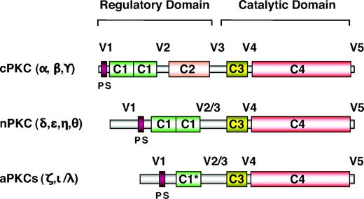 FIG. 1. The PKC family of lipid-activated protein kinases. PKC isoforms contain constant regions (C1–4) and variable regions (V1–5) and can be divided into three subgroups. cPKCs are activated in the presence of calcium, which binds to the C2 domain, and DAG, which binds to the C1 domains. nPKCs lack C2 domains and are Ca2+-independent but still require DAG for full activation. aPKCs possess only one nonfunctional C1 domain (C1*) and no C2 domain and are both Ca2+- and DAG-independent. The C3 regions (ATP-binding) and C4 regions (protein substrate binding) are highly conserved between isoforms. In each case, the pseudosubstrate (PS) sequences, found in the V1 variable region, interfere with the catalytic domains to inhibit substrate phosphorylation until conformational changes induced by activators allow full activation.