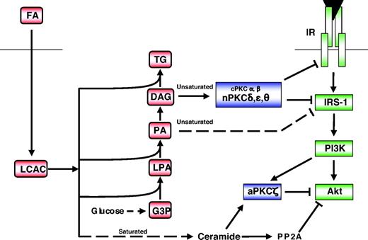 FIG. 2. Lipid oversupply leads to the generation of distinct intracellular mediators of insulin resistance. Fatty acids entering the cell are activated by the formation of LCAC. Saturated fatty acid favors ceramide accumulation due to the requirement for palmitate during de novo synthesis, which in turn leads to the inhibition of Akt, in part due to aPKCζ action. In contrast, DAG species derived from unsaturated fatty acids favor nPKC activation and inhibition at the level of the insulin receptor (IR), or IRS-1. In addition, another unsaturated fatty acid–derived species, dilinoleoyl-phosphatidic acid (PA), can reduce IRS-1 tyrosine phosphorylation in a PKC-independent manner (49). G3P, glycerol 3-phosphate; LPA, lysophosphatidic acid; TG, triglyceride. See text for further details.