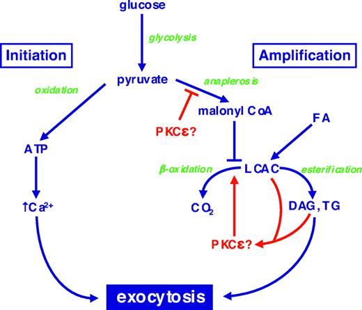 FIG. 3. Putative site of action of PKCε in the amplification pathway of GSIS. Pyruvate, derived from glycolysis, undergoes two metabolic fates in mitochondria that together regulate GSIS. In the initiation pathway, it is subjected to oxidative phosphorylation to generate ATP, which leads to closure of ATP-dependent K+ channels, depolarization, and the gating of Ca2+ influx. In the amplification pathway, pyruvate augments Krebs cycle intermediates (anaplerosis), some of which can be exported to the cytosol to generate malonyl-CoA. This results in an inhibition of the β-oxidation of LCACs derived from exogenous fatty acids or mobilization of endogenous lipid stores. This favors the formation of esterification products di- or triacylglycerol (DAG or TG, respectively). PKCε, potentially activated by LCACs or DAG, appears to promote oxidation of lipid fuels at the expense of esterification pathways that are implicated in the amplification pathway. Whether PKCε acts directly at this site, or upstream at a step in anaplerosis, remains to be determined. For further explanation, see the text and Ref. 44.