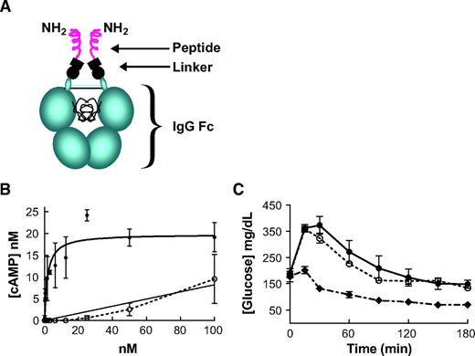 FIG. 1. CNTO736 has improved activity relative to constructs lacking a linker. A: The schematic outlines the structure of CNTO736 including the CH2 and CH3 domains of the Fc, the hinge including the disulfide bonds, a linker containing a partial VH region, and two GLP-1 peptides. The amino acid sequence of CNTO736 beginning at the NH2-terminus is as follows: HSEGTFTSDVSSYLEGQAAKEFIAWLVKGRGGGSGGGSGTLVTVSSESKYGPPCPPCPAPEAA… Fc B. The concentration of cAMP was measured in INS-1E cells after addition of increasing concentrations of CNTO736 or a molecule lacking the hinge. The fit to the CNTO736 data provided an EC50 of 1.8 nmol/l. C: Fasted mice (DIO, n = 5) were dosed intravenously with vehicle (▪), CNTO736 (0.5 mg/kg) (♦), or a construct lacking a hinge (0.5 mg/kg) (○) 10 min before an ipGTT. The results are presented as the means ± SE (n = 5).
