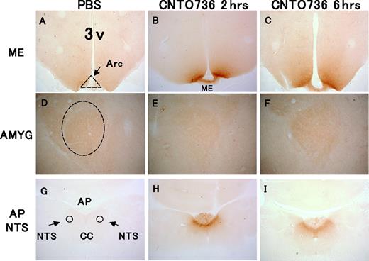 FIG. 5. CNTO736 is present in the area of the hypothalamus and circumventricular organs but not in the amygdale following peripheral dosing. Brain sections from rats (n = 3) dosed intravenously with PBS (A, D, and G), CNTO736 for 2 h (B, E, and H) and CNTO736 for 6 h (C, F, and I). Brain sections were taken at the level of the median eminence (ME) (A–C), central nucleus of the amygdale (AMYG) (D–F), and area postrema (AP), including nucleus of the solitary tract (NTS) (G–I). Coronal brain sections were stained with an anti-human IgG antibody to detect the presence of CNTO736. The images are representative of sections taken from three rats per group. Picture magnification was 4× for A–C and G–I and 10× for D–F. Staining in PBS treated animals at 2 and 6 h postinjection were identical. Additional abbreviations include central canal (CC), third ventricle (3v), and arcuate nucleus (Arc).