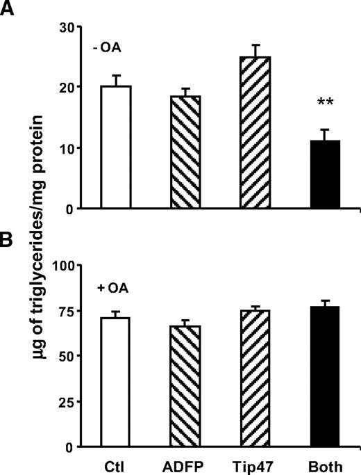 FIG. 4. Absence of exogenous NEFA reveals differences in accumulating lipids in cells lacking ADFP and Tip47. A: Triglycerides were measured in cells grown in culture media treated with siRNA control (Qiagen) (□), both siRNAs Tip47 and ADFP (▪), siRNA ADFP (▒), and siRNA Tip47 (). B: Triglycerides were measured in cells grown in culture media supplemented overnight with 400 μmol/l of oleic acid in cells treated as described above. Data are means ± SE from three separate experiments and P < 0.001 (one-way ANOVA) for cells lacking both ADFP and Tip47 grown without exogenous NEFA addition.