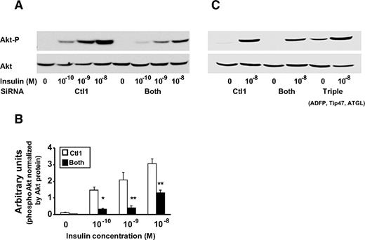 FIG. 6. Effect of lack of PAT proteins on Akt. A: Decreased insulin sensitivity and responsiveness in AML12 cells lacking both ADFP and Tip47, measured by Akt phosphorylation (left) and inhibition of lipolytic activity by ATGL siRNA (right), returns the Akt phosphorylation to control levels. AML12 cells were treated with siRNA control 1 (Ctl1) or combined siRNAs ADFP and Tip47 (Both) for 4 days or combined siRNAs ADFP, Tip47, and ATGL (Triple). Akt phosphorylation was determined in the whole-cell lysate by immunoblotting with rabbit polyclonal antibody against Akt or against an Akt phospho–specific antibody. A: left and right: Representative Western blots. B: An insulin dose-response curve was generated by quantifying Western blot–enhanced chemiluminescence signals, with the help of an image software analysis UN-scan-it (Silk Scientific). Each data point is expressed in arbitrary units and represents the average of calculated ratio of the amount of phosphorylated Akt versus the total amount of Akt protein. All experiments were repeated at least three times. Each bar represents means ± SE. □, Ctl1; ▪, Both. *P < 0.02; **P < 0.01.