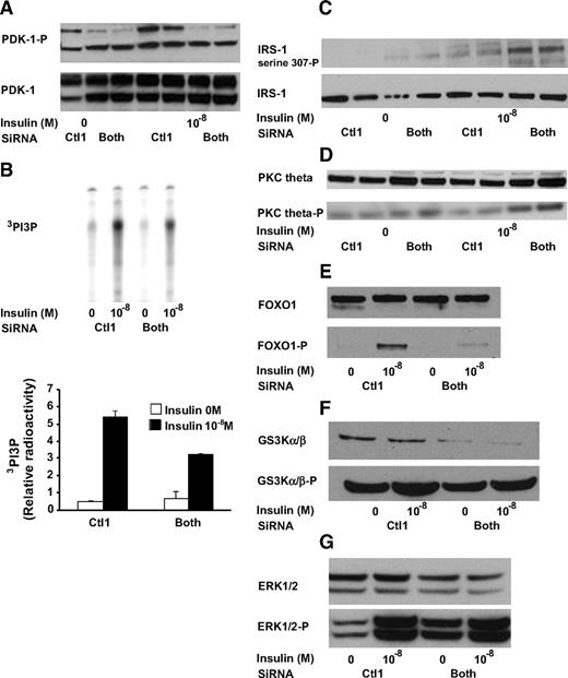 FIG. 7. Insulin signaling steps upstream and downstream from Akt are also perturbed in cells lacking both Tip47 and ADFP. AML12 cells were cultured as above. On the day of the experiment, cells were treated with no or 10−8 mol/l insulin for 15 min prior to being scraped. A: PDK-1 phosphorylation is decreased in AML12 cells lacking ADFP and Tip47. PDK-1 phosphorylation was determined in the whole-cell lysate by immunoblotting with rabbit polyclonal antibody against PDK-1 or against a PDK-1 phospho-specific antibody. B: Cellular extracts were immunoprecipitated with an anti–IRS-1 antibody, and phosphatidylinositol 3-kinase activity was measured. Results are means ± SE arbitrary units. *P < 0.05 vs. basal of each group, PIP3, and phosphatidylinositol 3,4,5,-triphosphate. C: IRS-1 serine 307 phosphorylation was determined in the whole-cell lysate by immunoblotting with rabbit polyclonal antibody against IRS-1 or against an IRS-1 phospho–specific antibody (Upstate Cell Signaling Solutions). D: Activation of PKCθ in AML12 cells lacking both ADFP and Tip47. Activation of PKCθ was determined with phospho-specific antibodies to PKCθ (Thr538). Pellets were obtained by centrifuging the whole-cell lysate at 10,000g. The experiment was repeated three times with consistent results. E: Activation of Foxo-1 in AML12 cells lacking both ADFP and Tip47. F: Activation of GS3α kinase in AML12 cells lacking both ADFP and Tip47. G: Activation of ERK1/2 in AML12 cells lacking both ADFP and Tip47.
