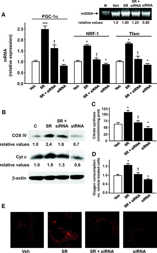 FIG. 2. SR141716 increases mitochondrial biogenesis through eNOS expression in cultured white adipocytes. A: PGC-1α, NRF-1, and Tfam mRNA levels were analyzed by means of quantitative RT-PCR with gene-specific oligonucleotide probes in white adipocytes treated either with vehicle (0.002% DMSO) (Veh) or 1 μmol/l SR141716 (SR) or 100 nmol/l eNOS siRNA (siRNA) either alone or combined. The cycle number at which the various transcripts were detectable was compared with that of β-actin and expressed as relative expression versus values in vehicle-treated cells taken as 1.0 (n = 5 experiments). *P < 0.05 and ***P < 0.01 vs. vehicle-treated cells; †P < 0.05 vs. SR141716-treated cells. Inset: mtDNA (one experiment representative of five gels). The numbers show the relative amounts from the densitometric analysis when vehicle treatment measurements are given a value of 1.0; (M, DNA marker). B: COX IV and cytochrome c proteins were detected by immunoblot analysis (one experiment representative of five reproducible ones) in white adipocytes. The numbers below the blots show the relative values from the densitometric analysis, referred to β-actin levels, when vehicle-treated cell measurement is given a value of 1.0. Citrate synthase activity (C) and oxygen consumption by white adipocytes (D). The values were normalized to the cell protein content (n = 3 experiments). *P < 0.05 vs. vehicle-treated cells and †P < 0.05 vs. SR141716-treated cells. All data represent means ± SE. E: Mitochondrial mass in white fat cells visualized as mitotracker red signal by confocal microscopy. Images were acquired by using a ×40 objective lens. (Please see http://dx.doi.org/10.2337/db07-1623 for a high-quality digital representation of this figure.)