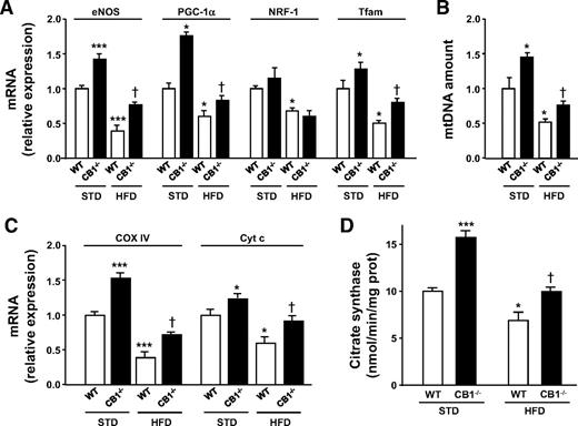 FIG. 3. Mitochondrial biogenesis is increased in WAT of CB1−/− mice. Eight-week-old male CB1−/− mice (CB1−/−) and their wild-type (WT) littermates (n = 8 per group) were fed either a standard diet (STD) or a high-fat diet (HFD) for 12 weeks. A and C: eNOS, PGC-1α, NRF-1, Tfam, COX IV, and cytochrome c mRNA levels, analyzed by means of quantitative RT-PCR with gene-specific oligonucleotide probes. The cycle number at which the transcript were detectable was compared with that of β-actin as an internal control and expressed as relative expression versus values in wild-type animals on the standard diet taken as 1.0 (n = 8 animals) (*P < 0.05 and ***P < 0.01 vs. wild-type mice on a standard diet and †P < 0.05 vs. wild-type mice on a high-fat diet). B: mtDNA amount, analyzed by means of quantitative PCR and expressed as mtDNA copy number per nuclear DNA copy number. *P < 0.05 vs. wild-type mice on a standard diet and †P < 0.05 vs. wild-type mice on a high-fat diet. D: Citrate synthase activity normalized to WAT protein content (n = 3 experiments) *P < 0.05 and ***P < 0.01 vs. wild-type mice on a standard diet and †P < 0.05 vs. wild-type mice on a high-fat diet). All data represent means ± SE.
