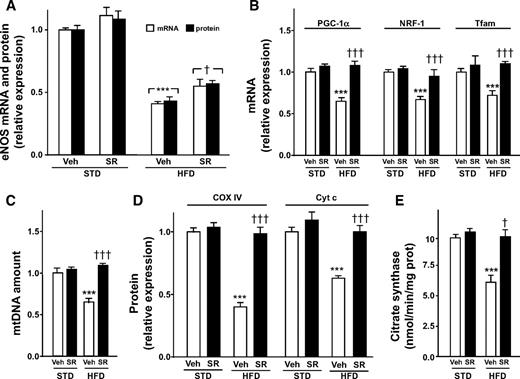 FIG. 4. eNOS expression and mitochondrial biogenesis is increased in WAT of SR141716-treated mice. Four-week-old male mice were fed either standard (STD) or high-fat (HFD) diet (n = 20 per group) for 6 weeks and were then treated either with SR141716 (10 mg · kg−1 · day−1 orally) or vehicle for 11 weeks (n = 10 per group). A: eNOS mRNA and protein, analyzed by quantitative RT-PCR and immunoblotting, respectively. The bars show the relative values, referred to β-actin levels, when vehicle-treated mice on standard diet measurement is given a value of 1.0. B: PGC-1α, NRF-1, and Tfam mRNA levels, analyzed by means of quantitative RT-PCR with gene-specific oligonucleotide probes. The bars show the relative values, referred to β-actin levels, when vehicle-treated mice on the standard diet measurement is given a value of 1.0. C: mtDNA amount expressed as mtDNA copy number per nuclear DNA copy number. D: COX IV and cytochrome c protein levels, analyzed by means of immunoblot densitometric analysis, referred to β-actin levels, when vehicle-treated mice on the standard diet measurement is given a value of 1.0. E: Citrate synthase activity normalized to WAT protein content (n = 3 experiments). ***P < 0.01 vs. vehicle-treated mice on a standard diet and †P < 0.05 or †††P < 0.01 vs. vehicle-treated mice on a high-fat diet. All data represent means ± SE.