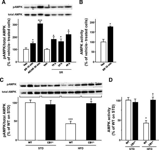 FIG. 5. AMPK phosphorylation and activity is increased by CB1 receptor blockade in vitro and in vivo. A: Phosphorylation of AMPK was examined in cultured white adypocytes after exposure to vehicle (0.002% DMSO) (Veh) or 1 μmol/l SR141716 for different times. 5-aminoimidazole-4-carboxamide-1-β-d-ribofuranoside (AICAR; 1 mmol/l) was used as a known inducer of AMPK phosphorylation. Western blot analyses were performed with an antibody specifically recognizing phospho-Thr172-AMPKα, then filters were stripped and reacted with an antibody recognizing both phosphorylated and unphosphorylated AMPKα. Upper panel: Blot images obtained from a representative experiment. Lower panel: Densitometric quantification of the blots from three independent cell preparations with phospho-AMPK normalized to total AMPK, when vehicle measurement is given a value of 100. *P < 0.05 and ***P < 0.01 vs. vehicle-treated cells. B: White adipocyte lysates were immunoprecipitated with AMPKα antibody, and the immunoprecipitates were then subjected to in vitro AMPK kinase assay. *P < 0.05 vs. vehicle-treated cells (n = 3 experiments). C: AMPK phosphorylation was measured in WAT protein samples from wild-type (WT) or CB1−/− mice fed either a standard diet (STD) or a high-fat diet (HFD). Upper panel: Representative immunoblots with triple protein samples from different mice. Lower panel: Bar graphs of densitometric quantification of the blots. ***P < 0.01 vs. wild-type mice on a standard diet and †P < 0.05 vs. wild-type mice on a high-fat diet. D: AMPK activity was measured as described above in epididymal WAT tissue lysates (n = 3 experiments) (*P < 0.05 vs. wild-type mice on a standard diet and †P < 0.05 vs. wild-type mice on a high-fat diet). All data represent means ± SE.