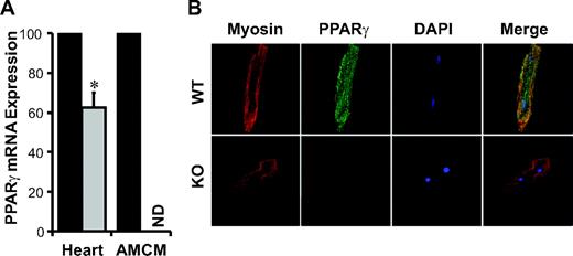 FIG. 1. PPARγ expression in cardiac ventricles and AMCMs. A: Real-time quantitative RT-PCR of ventricular tissue of 4-month-old male WT and cPPARγ−/− mice and pooled AMCMs from male WT (black bars) and cPPARγ−/− (gray bars) hearts (n = 3/genotype; P < 0.05 by Student's t test). Values are normalized to the WT group. B: Immunohistochemistry of AMCMs of male WT and cPPARγ−/− (KO) mice. Cardiomyocytes shown are representative of at least three independent experiments. (Please see http://dx.doi.org/10.2337/db07-0924 for a high-quality digital representation of this figure.)