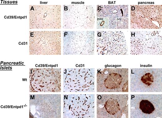 FIG. 4. Immunohistochemical analysis. Various insulin-sensitive tissues together with pancreatic islets were analyzed for Cd39 expression and are compared with the vascular endothelial marker Cd31. In the lower right panels, islet content of glucagon and insulin are also displayed. A–D, I, and M: Expression of Cd39/Entpd1. E–H, J, and N: Stained for Cd31. A and E: From wild-type liver. B and F: Wild-type skeletal muscle. C and G: Wild-type brown adipose tissue (BAT). C: Inserted microimage, at large magnification. (+/+), wild-type BAT. (−/−), Cd39/Entpd1-null BAT serves as a negative control. D and H: Wild-type pancreas. I and J are islet tissues from wild-type mice, whereas M and N are from the Cd39/Entpd1-null mice. K (wild type) and O (null) are stained for glucagon. L (wild type) and P (null) show the staining patterns for insulin (see text for details). (Please see http://dx.doi.org/10.2337/db07-1265 for a high-quality digital representation of this figure.)