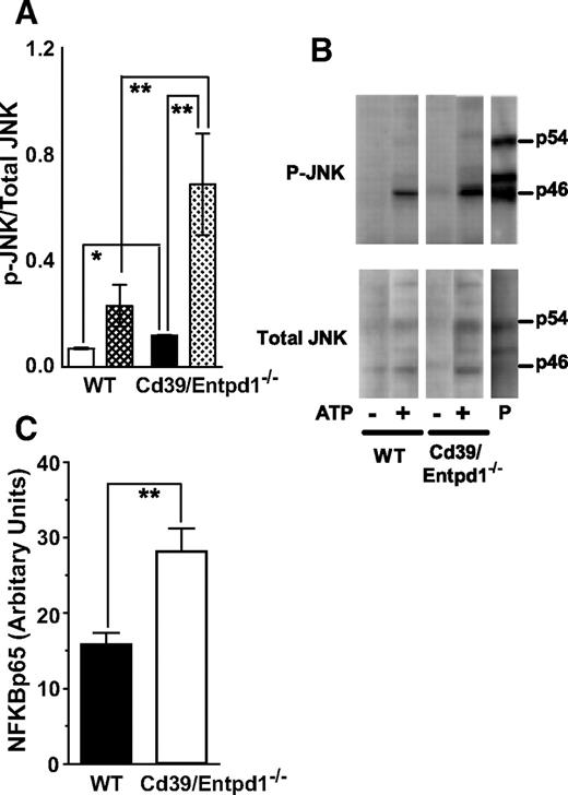 FIG. 6. c-JNK phosphorylation in murine liver. Mice were administered ATP via portal vein and the liver was harvested at 30 min after injection. The lysates were analyzed by Western blotting with anti–phospho-JNK antibodies or anti-JNK antibodies. A: Quantification of p-JNK to total JNK ratio by Western blot analysis. □, wild-type (WT) mice; ▪, Cd39/Entpd1−/−; ▴, ATP-treated mice (n = 3); solid bars, saline control mice. B: Representative staining of Western blot for p-JNK and JNK. P, a positive control. C: Quantification of NFΚBp65 in murine liver nuclear extracts (n = 8–9). ▪, wild-type (WT) mice; □, Cd39/Entpd1−/− mice. **P < 0.05; *P > 0.05 by ANOVA but P < 0.05 by Student's t test.