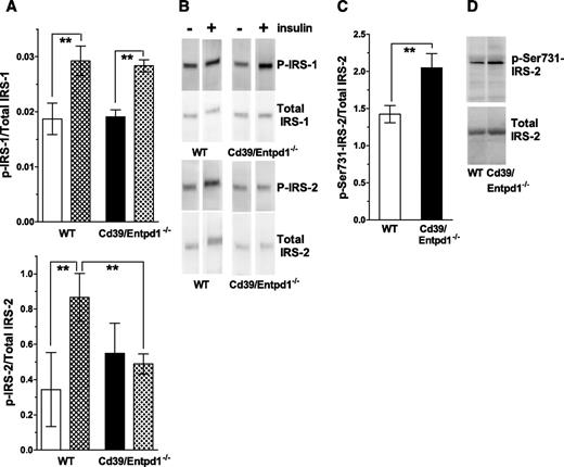 FIG. 7. Impaired tyrosine phosphorylation of IRS-2 in Cd39/Entpd1−/− liver. Age-matched 12- to 15-week-old male mice were starved for 16 h (1700–1000h) then received human regular insulin at 5 units/kg body wt i.v., and the tissues were collected at 5 min after injection. Lysates were immunoprecipitated with anti-IRS antibodies and protein A/G Sepharose and then probed with anti-tyrosine antibodies. A: Quantification of p–IRS-1/2 to total IRS-1/2 by Western blot analysis. □, wild-type (WT) mice; ▪, Cd39/Entpd1−/− mice; ▴, insulin-treated mice; solid bars, saline treated (n = 3). **P < 0.05. B: Representative staining of Western blot for p–IRS-1/2 or total IRS-1/2. C: Quantification of p–Ser731–IRS-2 to total IRS-2 by Western blot analysis (n = 3). **P < 0.05. D: Representative staining of Western blot for p–Ser731–IRS-2 or total IRS-2.