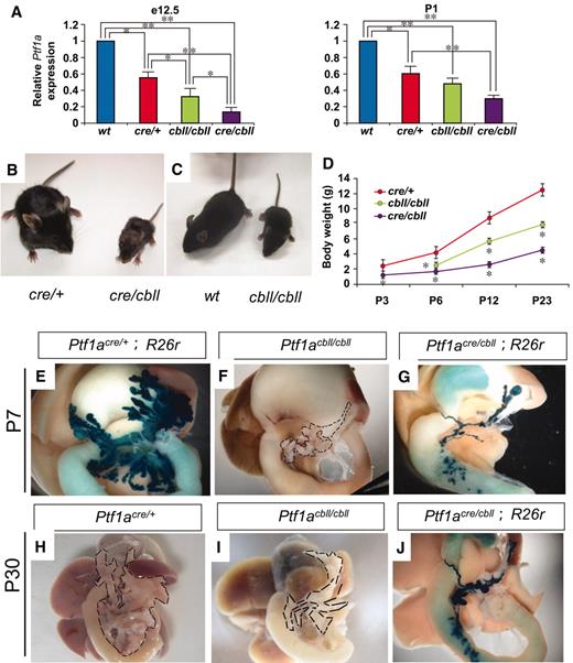 FIG. 1. Reduction of Ptf1a dosage results in small body size and pancreatic hypoplasia. A: Quantification of Ptf1a mRNA in pancreata by real-time RT-PCR. The relative expression levels of Ptf1a mRNA in pancreata from Ptf1a hypomorphic mice are shown compared with wild-type mice at e12.5 and P1. Data are expressed as means ± SE (n = 4). *P < 0.05, **P < 0.01. B and C: Gross appearance of Ptf1acre/cbll mice compared with Ptf1acre/+ littermates (B) and Ptf1acbll/cbll mice compared with wild-type littermate (C) at P23. D: Body weights of Ptf1acre/+, Ptf1acbll/cbll, and Ptf1acre/cbll mice during postnatal periods. Data are expressed as means ± SE. *P < 0.05 compared with Ptf1acre/+ mice. E–G: Macroscopic views of pancreata of Ptf1acre/+;R26r (E), Ptf1acbll/cbll (F), and Ptf1acre/cbll;R26r mice (G) at P7 stained with X-gal. Broken lines delineate pancreata in F, H, and I. At P30, pancreatic hypoplasia is observed in Ptf1acbll/cbll (I) and Ptf1acre/cbll;R26r mice (J) compared with Ptf1acre/+ mice (H). (Please see http://dx.doi.org/10.2337/db07-1558 for a high-quality digital representation of this figure.)
