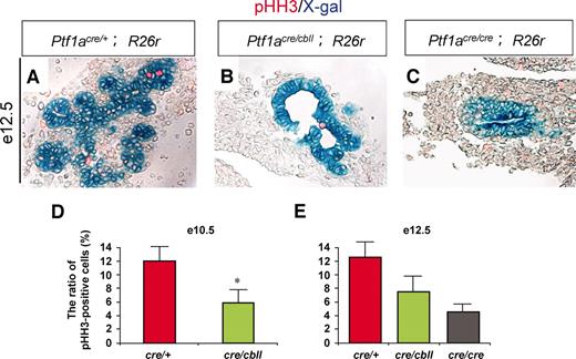FIG. 3. Decreased proliferation of early pancreatic precursors in Ptf1a hypomorphic mutant mice. A–C: Sections of pancreata stained with X-gal and phosphorylated histone H3 (pHH3), a mitosis maker, at e12.5 (A–C). D and E: The ratios of pHH3-positive cells/Ptf1a lineage-labeled pancreatic epithelial cells at e10.5 (D) and e12.5 (E). Data are expressed as means ± SE (n = 4). *P < 0.05 compared with Ptf1acre/+ mice. (Please see http://dx.doi.org/10.2337/db07-1558 for a high-quality digital representation of this figure.)