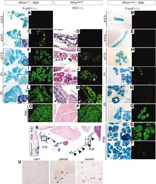 FIG. 4. Exocrine cytodifferentiation is reduced during development with delayed branching morphogenesis in hypomorphic mutant mice. A–T: Sections of pancreata stained with X-gal (blue) and amylase (Amy, green). (Left panels in D, G, J, M, P, and R: hematoxylin and eosin [HE] staining.) Extensive branching morphogenesis of the pancreatic epithelial tree is observed at both e12.5 and e14.5 in Ptf1acre/+;R26r mice (A and C), whereas almost no branching morphogenesis is observed in Ptf1acre/cbll;R26r mice at those stages (B and E). At e17.5, branching of the pancreatic epithelium could be observed in Ptf1acre/cbll;R26r mice (H). At e14.5, amylase-positive cells are observed in Ptf1acre/+ mice (C), whereas they are not seen at all in Ptf1acre/cbll (E) and Ptf1acbll/cbll mice (D). Amylase-positive cells are first apparent at P1 in Ptf1acre/cbll mice (K), but they are premature in that the nucleus-to-cytoplasm ratio in pancreatic exocrine cells of Ptf1acre/cbll mice at P1 is as large as that of Ptf1acre/+ mice at e14.5 (outlined boxes in K and C). In some areas, normal pancreatic acinar structures are observed at P7 in Ptf1acre/cbll mice (Q), but the nucleus-to-cytoplasm ratio of the acinar cells in Ptf1acre/cbll mice at P7 is as large as that of Ptf1acre/+ mice at e17.5 (outlined boxes in Q and F). At P30, in the ventral pancreas (v.p.) and the proximal dorsal pancreas (d.p.) in Ptf1acre/cbll mice, amylase-positive acinar structures are observed (arrows and outlined box in R and S), whereas, in their dorsal pancreas, the duct-like structures still exist (arrowheads and dashed-line box in R) and rarely express amylase (T). In Ptf1acbll/cbll mice, immature duct-like epithelial cells (arrowheads and dashed-lined boxes in J and M) are observed at P1 and P7, but acinar tissues are fully developed at P30 (P). U: Stool smears of Ptf1acre/+, Ptf1acbll/cbll, and Ptf1acre/cbll mice stained with Oil Red O. Large numbers of undigested lipid droplets are observed in stool smears of Ptf1acre/cbll mice, indicative of maldigestion. Very rarely, a small amount of lipid droplets is also observed in stool smears of Ptf1acbll/cbll mice. (Please see http://dx.doi.org/10.2337/db07-1558 for a high-quality digital representation of this figure.)