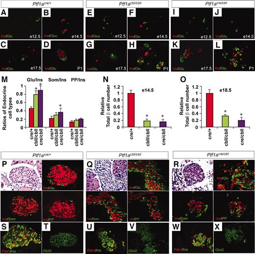 FIG. 5. Endocrine pancreas development in Ptf1a hypomorphic mutant mice. A–L: Sections of pancreata costained for insulin (red) and glucagon (green). Normal islet structures are observed in Ptf1acre/+ mice at P1 (D), whereas they are not observed in Ptf1acbll/cbll (H) and Ptf1acre/cbll mice (L). M: Ratios of endocrine cell types at e18.5 in Ptf1acre/+ (red bars), Ptf1acbll/cbll (green bars), and Ptf1acre/cbll mice (purple bars). N and O: Relative total β-cell number at e14.5 (N) and e18.5 (O) in each genotype. P–R: Representative sections of pancreatic islets colabeled for insulin (Ins, red) and glucagon (Glu, green), somatostatin (Som, green), or pancreatic polypeptide (PP, green) at P30. Note that pancreatic α-, ε-, and δ-cells are increased in number and α-cells are intermingled with β-cells in Ptf1acbll/cbll and Ptf1acre/cbll mice. S–X: Colabeling for Pdx1 (red) and insulin (green) and staining for Glut2 (green) in islets. Pancreatic β-cells express Pdx1 and Glut2 in all genotypes at P30, suggesting their maturation. Data are expressed as means ± SE (n = 3). *P < 0.05 compared with Ptf1acre/+ mice. (Please see http://dx.doi.org/10.2337/db07-1558 for a high-quality digital representation of this figure.)