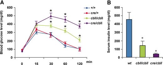 FIG. 6. Impaired glucose tolerance with insufficient insulin secretion in Ptf1a hypomorphic mutant mice. A: Blood glucose levels during intraperitoneal glucose tolerance test (data from 21- to 30-day-old wild-type, n = 4; Ptf1acre/+, n = 16; Ptf1acbll/cbll, n = 33; and Ptf1acre/cbll mice, n = 6). Note that glucose intolerance is observed in a Ptf1a dosage–dependent manner. B: Serum insulin levels 15 min after intraperitoneal glucose injection measured by enzyme-linked immunosorbent assay (data from 23- to 30-day-old wild-type, n = 4; Ptf1acbll/cbll, n = 9; and Ptf1acre/cbll mice, n = 5). Serum insulin levels are inappropriately lower in hypomorphic mutants compared with wild-type mice. Data are expressed as means ± SE. *P < 0.05 compared with wild-type mice.