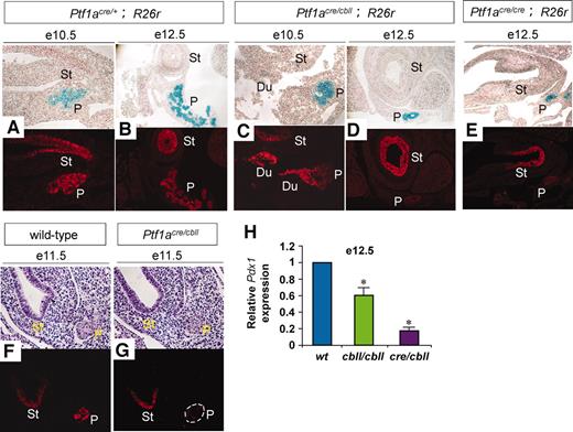 FIG. 7. Pdx1 expression levels are reduced in early pancreatic precursors in Ptf1a hypomorphic mutant mice. A–E: Sections of pancreata stained with X-gal (blue) and Pdx1 (red). F and G: Sections of pancreata stained for hematoxylin and eosin (upper panels) and Pdx1 protein (lower panels). Signal intensity is similar in the distal stomach epithelium, so that the Pdx1 expression level in pancreatic precursors can be judged compared with it. Note that Pdx1 expression is reduced in pancreatic precursors at e10.5, e11.5, and e12.5 in Ptf1acre/cbll mice compared with Ptf1acre/+ and wild-type mice. G: Dashed line shows pancreatic epithelium. In Ptf1a null mice, Pdx1 expression is also reduced at e12.5 (E). H: Quantification of Pdx1 mRNA in pancreatic rudiments by real-time RT-PCR. The relative expression levels of Pdx1 in pancreatic rudiments from Ptf1a hypomorphic mice are shown compared with wild-type mice at e12.5. Data are represented as means ± SE (n = 4). *P < 0.05 compared with wild-type mice. Du, duodenum; St, distal stomach; P, pancreas. (Please see http://dx.doi.org/10.2337/db07-1558 for a high-quality digital representation of this figure.)