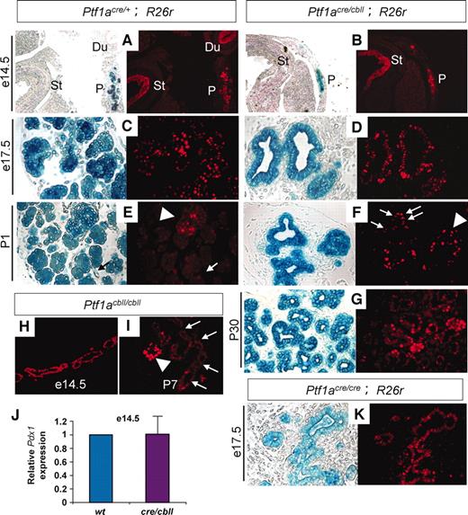 FIG. 8. Pdx1 expression persists in the postnatal pancreatic duck-like epithelial cells in Ptf1a hypomorphic mutant mice. Sections of pancreata stained for X-gal (blue) and Pdx1 (red) (A–G and K) and stained for Pdx1 (H and I). The expression level of Pdx1 protein is similar among all genotypes at e14.5 and e17.5. At P1 and P30, strong Pdx1 expression is observed in pancreatic β-cells in Ptf1acre/+ mice (arrowhead in E), and its lower expression is maintained in pancreatic exocrine cells, whereas Pdx1 expression is not observed in duct cells (arrows in E). Note that a moderate level of Pdx1 expression persists in the pancreatic duck-like epithelial cells in Ptf1acre/cbll mice at P1 (arrows in F) and P30 (G) and in Ptf1acbll/cbll mice at P7 (arrows in I). The arrowhead in F shows strong Pdx1 expression in β-cells in Ptf1acre/cbll mice. J: Quantification of Pdx1 mRNA in pancreatic rudiments by real-time RT-PCR. The relative expression levels of Pdx1 in pancreatic rudiments of Ptf1acre/cbll mice are shown compared with those of wild-type mice at e14.5. Data are expressed as means ± SE (n = 4). Du, duodenum; St, distal stomach; P, pancreas. (Please see http://dx.doi.org/10.2337/db07-1558 for a high-quality digital representation of this figure.)