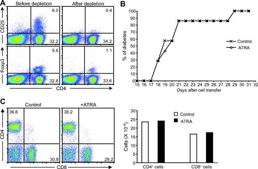 FIG. 7. Depletion of CD4+CD25+ T-cells impairs the ability of ATRA to inhibit diabetes. A: Expression of CD25 or Foxp3 in CD4+ T-cells before and after depletion of CD4+CD25+ cells from donor splenocytes of newly diabetic NOD mice. Around 95% of CD4+CD25+ cells were depleted before they were adoptively transferred into NOD/scid recipient mice. About 1% of donor splenocytes still expressed Foxp3, a fivefold reduction compared with splenocytes before depletion. B: Cumulative diabetes incidence of ATRA-treated and control mice transferred with CD4+CD25+-depleted splenocytes (seven mice per group, n = 2). C: Depletion of CD4+CD25+ T-cells blocked the effect of ATRA in reducing the percentage and number of islet-infiltrating CD8+ T-cells. Islet-infiltrating cells isolated from control or ATRA-treated mice adoptively transferred with CD4+CD25+-depleted splenocytes are shown. Islet-infiltrating cells were analyzed by FACS staining using anti-CD4 and anti-CD8 antibodies (n = 2). (Please see http://dx.doi.org/10.2337/db08-1154 for a high-quality digital representation of this figure.)