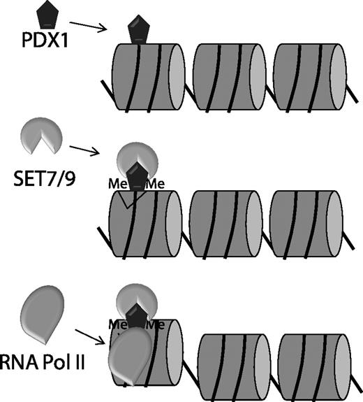 FIG. 1. Proposed model for activation of transcription of the insulin gene mediated by H3K4 methylation. PDX-1 is proposed to bind first to the insulin promoter, allowing the recruitment of Set7/9 followed by dimethylation of H3K4. Methylation H3K4 opens the chromatin structure of the promoter and facilitates recruitment of RNA polymerase II and subsequent transcription of the insulin gene. Numerous other transcription factors and modifying enzymes participate in these reactions (not shown), but their interactions with Set7/9 and PDX-1 are largely unknown.