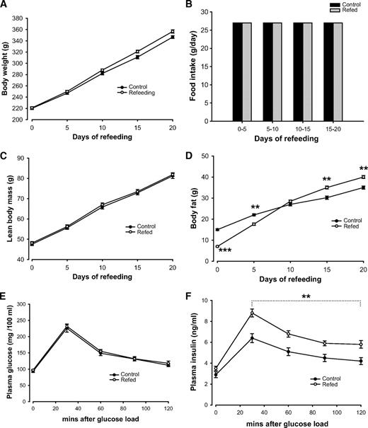 FIG. 1. Hyperinsulinemia in our rat model of semistarvation-refeeding, in which the accelerated fat recovery (catch-up fat) results only from diminished energy expenditure (suppressed thermogenesis) and not from hyperphagia. In this particular investigation here, body weight and body composition (A, C, and D) were determined at day 0, 5, 10, 15, and 20 of refeeding, with both groups consuming isocaloric amount of standard diet (B). The acceleration of fat mass but not that of lean mass (i.e., preferential catch-up fat) lasts for about 2 weeks. E and F: Shows the plasma glucose and insulin concentrations before and for 2 h after an intraperitoneal injection of glucose (2 g/kg body wt); the test of glucose tolerance was performed on days 8 and 9 of refeeding. All values are means ± SE (n = 6); **P < 0.01; ***P < 0.001.