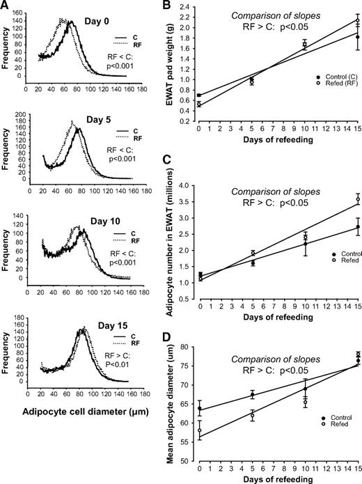 FIG. 2. EWAT morphometry showing the frequency distribution curves for adipocyte cell diameter (A), the EWAT pad weight (B), the total adipocyte cell number per EWAT pad (C), and the mean adipocyte diameter (D) in refed (RF) or control (C) animals at the end of semistarvation (day 0) and days 5, 10, and 15 of isocaloric refeeding. Values are means ± SE (n = 6). Statistical analysis for differences in refed and controls for adipocyte diameter distribution curves were performed by Kolmogorov-Smirnov tests, while between-group differences across time in EWAT pad weight, adipocyte number, and mean adipocyte diameter were determined by regression analysis and comparison of slopes. The regression coefficients (r2) of the regression lines in B–D are as follows. B: r2 = 0.64 and 0.93 for control and refed, respectively. C: r2 = 0.52 and 0.90 for control and refed, respectively. D: r2 = 0.47 and 0.71 for control and refed, respectively. In B–D, the above-mentioned r2 values are statistically significant (P < 0.01).