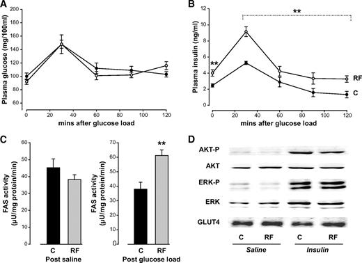 FIG. 6. Analysis of early catch-up fat (day 1 of refeeding). A and B: The plasma glucose and insulin concentrations before and for 2 h after an intraperitoneal injection of glucose (2 g/kg body wt) during glucose tolerance test. ●, control; ○, refed. C: The activity of FAS in EWAT obtained at the end of the GTT test (i.e., 2-h postglucose load) or after saline injection. D: The results of a representative Western blot pertaining to proximal insulin signaling in response to bolus administration of insulin or saline; for ERK, the upper and lower bands correspond to P44 and P42, respectively. C, control; RF, refed. All values are means ± SE (n = 6–8); **P < 0.01 by unpaired t test.