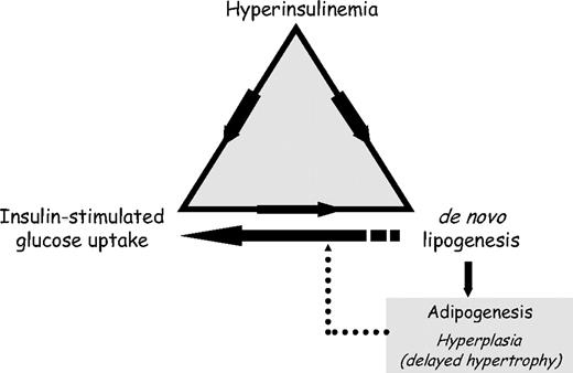 FIG. 8. A model integrating our previous (13) and current findings based on the interrelationships between hyperinsulinemia, insulin-dependent glucose uptake, and de novo lipogenesis. In this model, hyperinsulinemia on day 1 of refeeding plays an important role in initiating and sustaining catch-up fat through the stimulation of glucose uptake and de novo lipogenesis in adipocytes. Once the machinery for de novo lipogenesis is fully activated, the increased glucose metabolism to de novo lipogenesis will contribute to the enhanced insulin-dependent glucose uptake observed in adipose tissue during catch-up fat. According to this model the enzymatic capacity for fatty acid synthesis is hence an important factor in determining insulin-stimulated glucose utilization in WAT. The newly synthesized lipids will lead to a moderate adipocytes hypertrophic growth since hyperplastic growth will channel part of the lipid pool in newly formed adipocytes. The net effect is a delayed adipocyte size restoration, which could possibly play a role in maintaining the high lipogenic activity and insulin sensitivity observed in adipose tissue during catch-up fat.