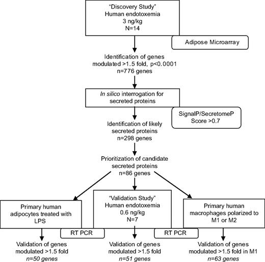 FIG. 1. Overview of study design and results. The discovery study utilized microarray analysis of human adipose tissue isolated during in vivo endotoxemia (3 ng/kg) to identify genes modulated by inflammation (n = 776). Bioinformatics tools (SignalP 3.0 or SecretomeP 2.0 score >0.7) established which of these were likely to encode secreted proteins (n = 298). This list was prioritized to create a subset of genes (n = 86) based upon 1) novelty, 2) degree of induction, 3) sustained upregulation, 4) prior publication as secreted proteins in vitro or in vivo, 5) evidence for functional roles in inflammation, insulin signaling, or adipose biology, and 6) known association with diseases of interest. The validation study involved RT-PCR analysis of these 86 genes in human adipose isolated during in vivo endotoxemia (0.6 ng/kg) to confirm microarray findings and to identify genes modulated during lower-grade, more physiologic inflammation. Cell studies in primary human adipocytes after treatment with LPS and macrophages after polarization to inflammatory (M1) phenotype were also performed to determine likely cellular origin of these 86 genes.