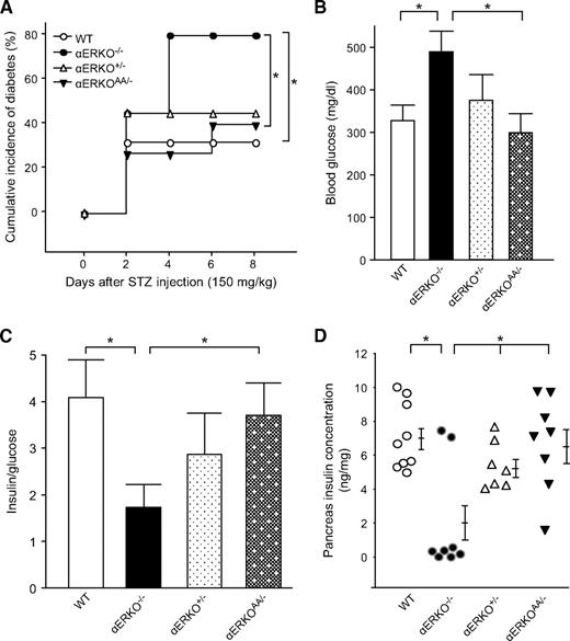 FIG. 1. ERα protects islet survival via ERE-independent pathway. A: Cumulative incidence of diabetes (random-fed blood glucose >250 mg/dl) in wild-type, αERKO−/−, αERKO+/−, and αERKOAA/− mice (n = 10–15) after STZ challenges (150 mg/kg). B: Random-fed blood glucose was measured after STZ injection (day 8). C: The ratio of random-fed insulin (pg/ml)/glucose (mg/dl) at day 8 was used as an index of insulin deficiency. Values represent the means ± SE. D: Pancreatic insulin concentration was measured after STZ injection (day 8). Values are represented as scatter plot. *P < 0.05. WT, wild type.