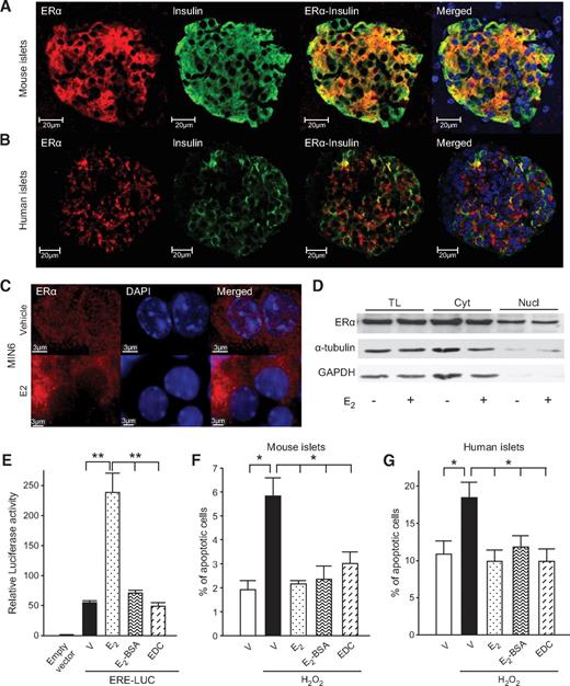 FIG. 2. E2 prevents β-cell apoptosis via an extranuclear estrogen receptor. A: Female pancreas section showing a single islet with ERα immunofluorescent staining in β-cells (red). The insulin (green), nuclear (DAPI, blue), and triple staining (merge) are shown. B: Immunofluorescent staining of ERα in cultured human islets. C: Immunofluorescent staining of ERα (MC20) in MIN6 cells treated with vehicle or E2 (10−8M) for 1 h and imaged with deconvolution microscopy. D: Subcellular fractionation showing ERα expression by Western blotting from total lysates (TL), cytoplasmic (Cyt), and nuclear (Nucl) extracts of MIN6 cells after E2 treatment for 1 h. E: Relative luciferase activity in MIN6 cells transfected with an ERE reporter construct and treated with E2, EDC, or E2-BSA (10−8M). F: Percentage of apoptotic cells in cultured mouse islets. G: Percentage of apoptotic cells in cultured human islets. Islets from (F) and (G) were treated with E2, EDC, or E2-BSA (10−8M) for 48 h, followed by exposure to H2O2 (100 μmol/l) for the last 5 h. Apoptosis was assessed by nuclear fragmentation. Values represent the means ± SE of five independent experiments. (A high-quality digital representation of this figure is available in the online issue.)