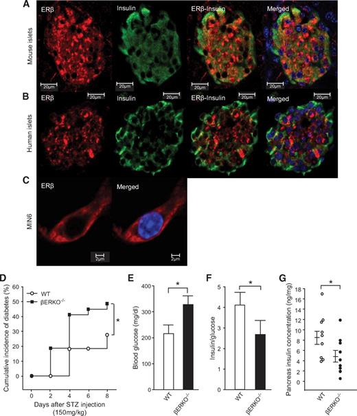 FIG. 3. βERKO–/– mice are mildly predisposed to STZ-induced diabetes. A: Female pancreas section showing a single mouse islet with ERβ immunofluorescent staining in β-cells (red). The insulin (green), nuclear (DAPI, blue), and triple staining (merge) are shown. B: Immunofluorescence staining of ERβ in cultured human islet. C: Immunofluorescence staining of ERβ in MIN6 cells. D: Cumulative incidence of diabetes in female βERKO–/– mice after STZ challenge (n = 8–14). E: Random-fed blood glucose (day 8). F: The ratio of random-fed of insulin and glucose (day 8). G: Pancreas insulin concentration (day 8). *P < 0.05. WT, wild type. (A high-quality digital representation of this figure is available in the online issue.)