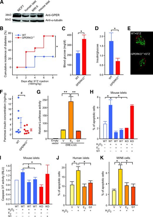 FIG. 6. GPER is important to islet survival. A: Protein expression of GPER in MCF7 cells, MIN6 cells, mouse islets, and human islets was measured by Western blotting. B: Cumulative incidence of diabetes in female wild-type and GPERKO−/− mice (n = 8–11) after STZ challenge (150 mg/kg). C: Random-fed blood glucose (day 8). D: The ratio of random-fed of insulin and glucose (day 8). E: Representative pancreatic sections showing immunofluorescent staining for insulin (green) and glucagon (red) was performed in the wild-type and GPERKO−/− female mice after STZ injection (day 8). F: Pancreas insulin concentration (day 8). G: Relative luciferase activity in MIN6 cells transfected with an ERE reporter construct and treated with E2 (10−8M) or G1 (10−7M). H: Percentage of apoptotic cells in cultured wild-type and GPERKO−/− islets. I: Caspase 3/7 activity measured in cultured wild-type and GPERKO−/− mouse islets. J: Percentage of apoptotic cells in cultured human islets and (K) in MIN6 cells. Islets and cells were treated with E2, G1 for 48 h, followed by exposure to H2O2 (100 μmol/l) for the last 5 h. *P < 0.05, **P < 0.01, #P = 0.15 and P = 0.09. WT, wild type; KO, knockout. (A high-quality digital representation of this figure is available in the online issue.)