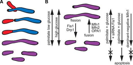 FIG. 1. A: Scheme illustrating how mitochondrial matrix components (red and blue) spread during fusion/fission (purple). The red-colored mitochondria are perceived as short rods using PAGFPmt, appearing elongated when classic morphometric analysis is applied. B: Impact of nutrients on the balance of mitochondrial fusion/fission as executed by the core protein machinery. Apoptosis is observed when fragmentation is caused by glucolipotoxic conditions.