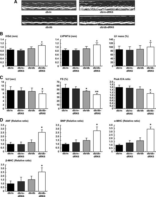 FIG. 1. Representative M-mode echocardiograms in diabetic db/db and nondiabetic db/m mice with or without dRK6 treatment (A). Echocardiographic changes in IVSTd and LVPWTd, LVM (B), fractional shortening, mean Vcf, and peak E/A ratio (C). Quantitative RT-PCR analysis for ANF, BNP, α-MHC, and β-MHC transcript levels in hearts (D) from diabetic db/db and nondiabetic db/m mice without (db/db, db/m) or with dRK6 treatment (db/db-dRK6, db/m-dRK6) for 12 weeks beginning at 7 weeks of age. *P < 0.05, **P < 0.01 compared with other groups.